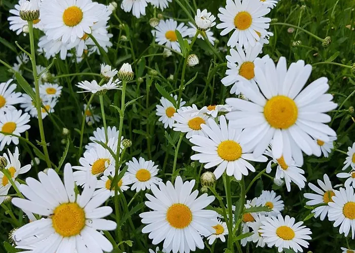 Apartment Stilvolle Vogelnest, Barrierefrei, Smart-tv, Parkplatz